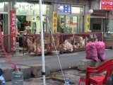Los surcoreanos mantienen la polémica tradición de comer perro