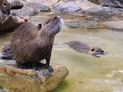 DES RATS GEANTS ! non c'est la famille ragondins !