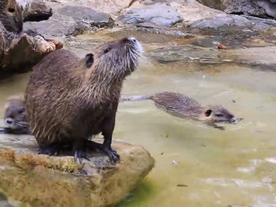 DES RATS GEANTS ! non c'est la famille ragondins !