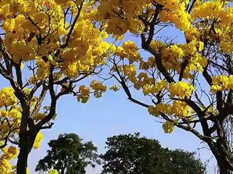 Conheça as árvores ideais para plantar na calçada