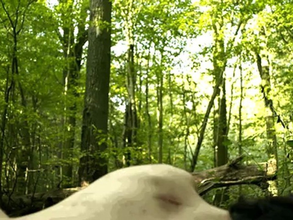 L'ivre de la jungle (en version HD)