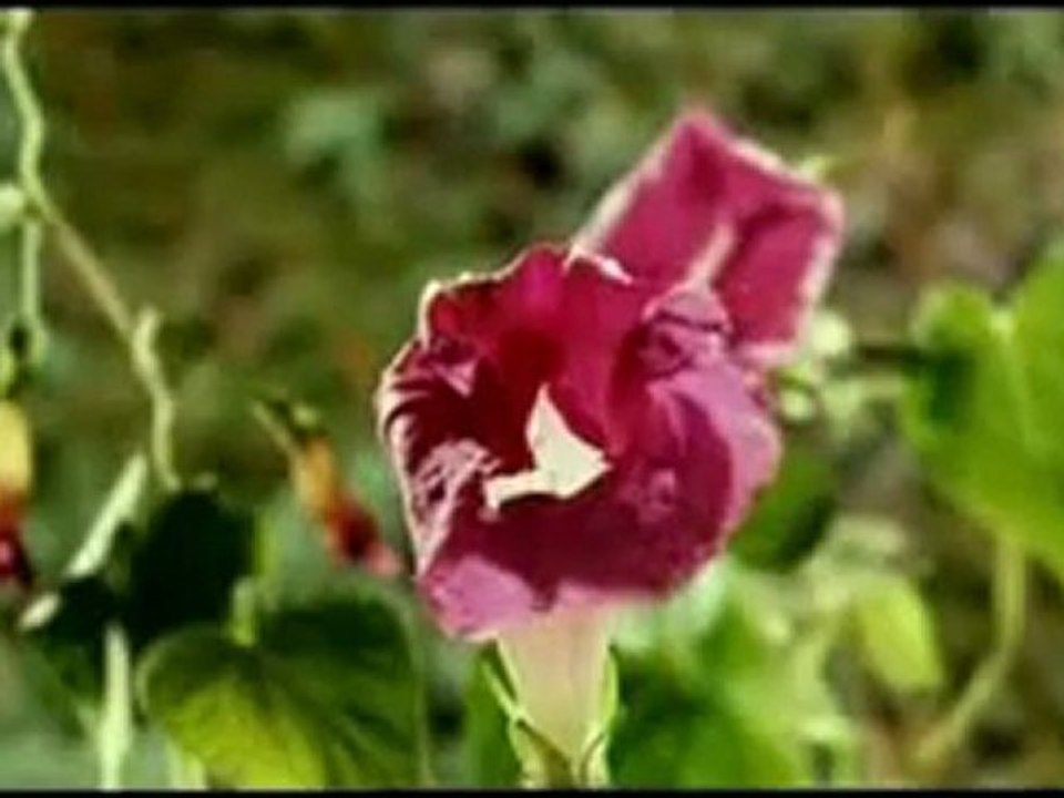 Sami Yusuf - La İlaha İllallah Muhammad Rasulullah