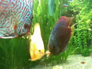 vidéos pendant repas