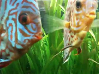 vidéos selle blanche  discus 090