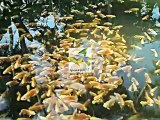 Anna Aqua Pets - Ornamental fish farm in Kottat - Chalakudy - Thrissur DT- Kerala -India
