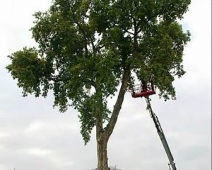 mort d'un arbre à sotteville les rouen