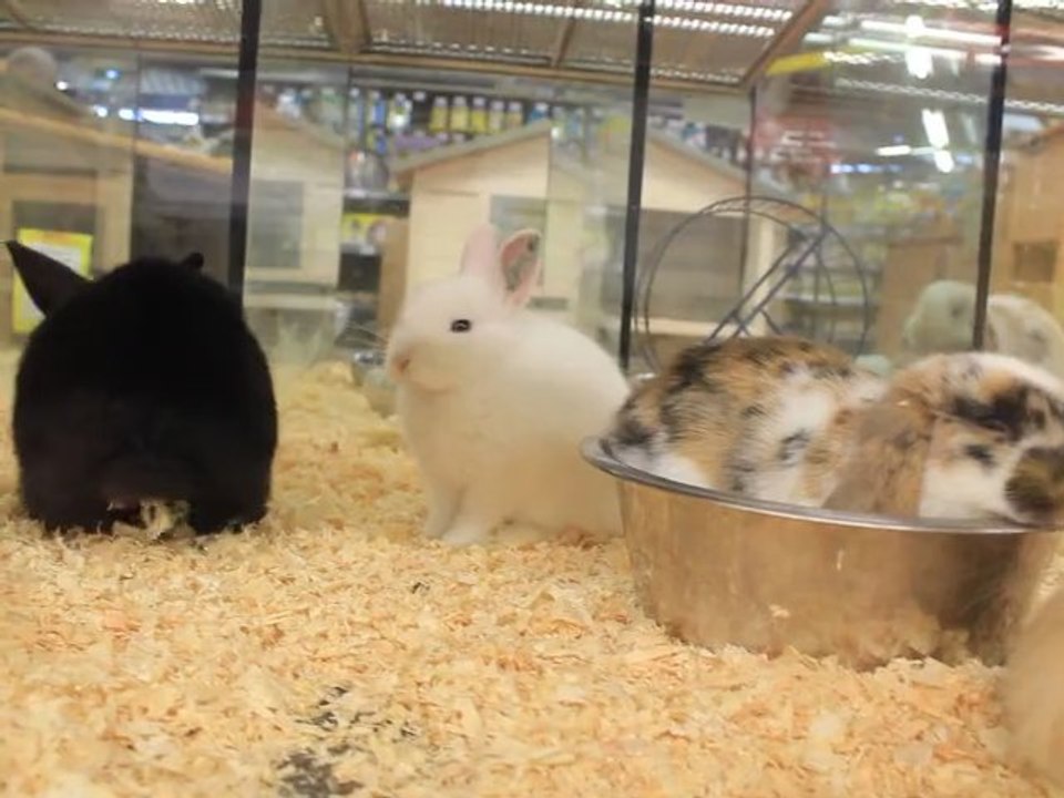 bébé lapin nain blanc noir rabbit drawf mignon