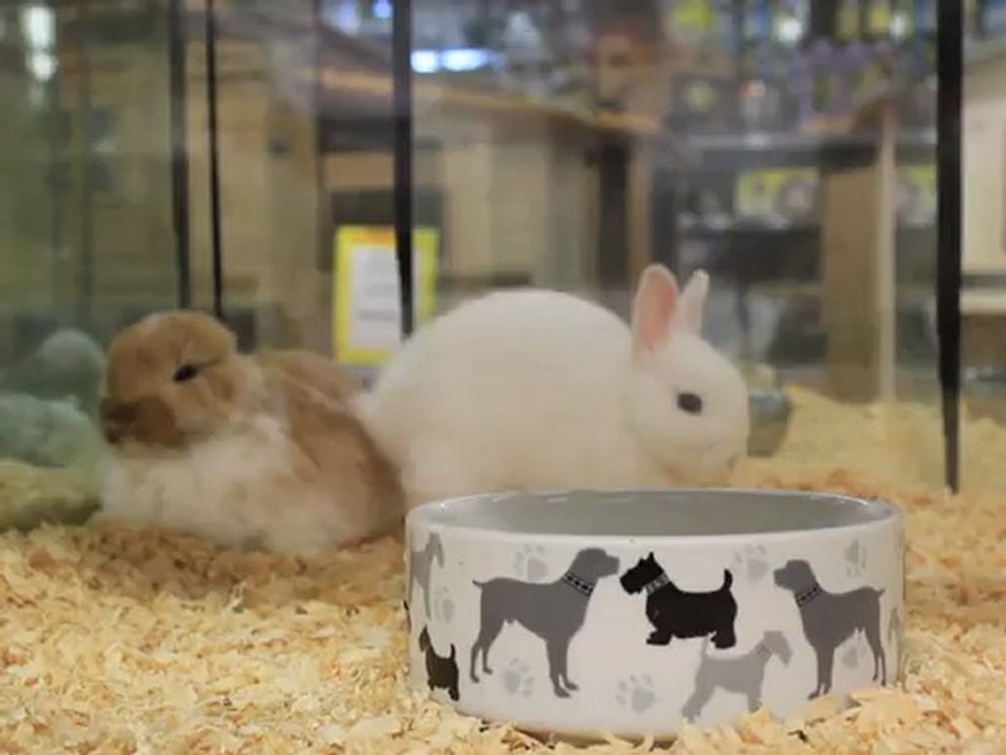Mignon Petit Lapin Nain Video Dailymotion