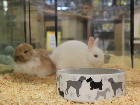 mignon petit lapin nain