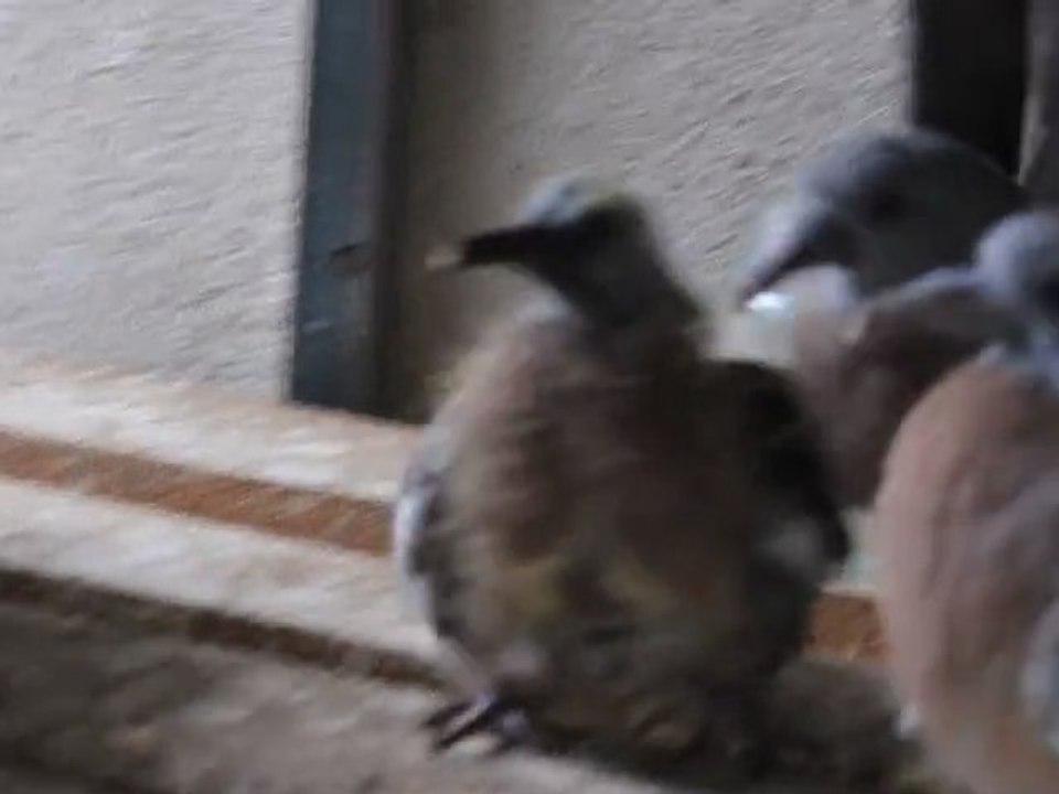 Lulu et ses Palombes