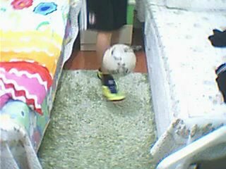 Lionel Messi crampons home wreaks 265