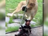 León de zoológico trata de comerse a un bebé
