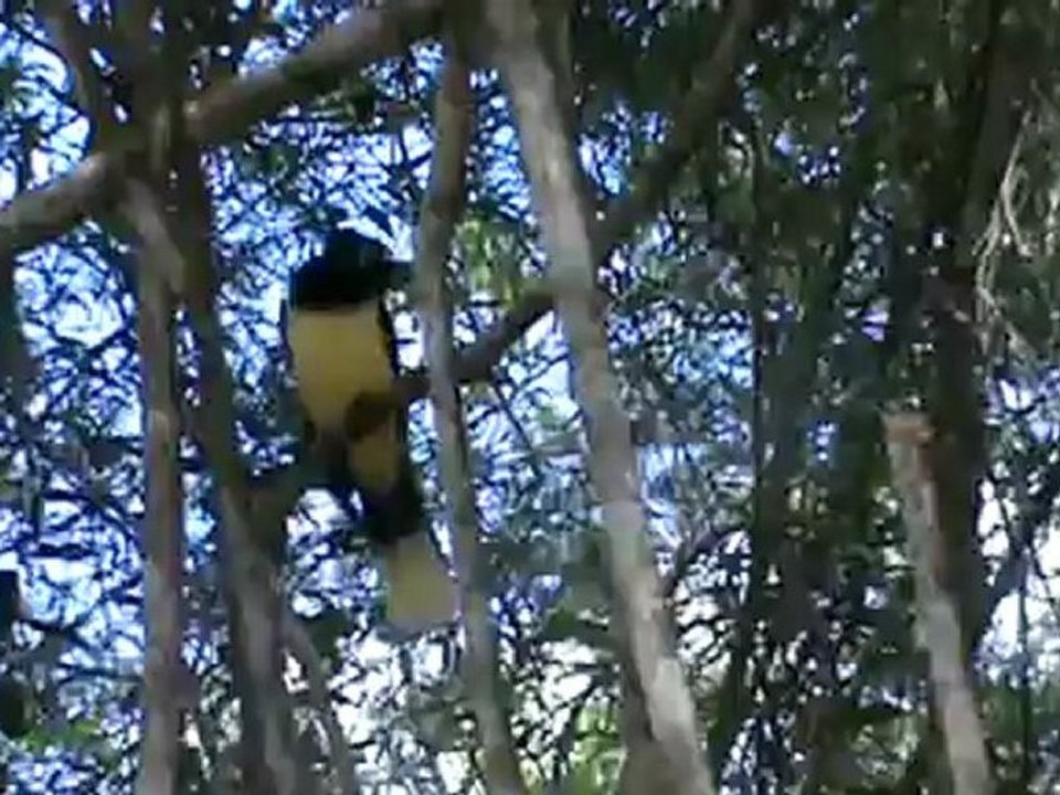 oiseau Iguazu Falls