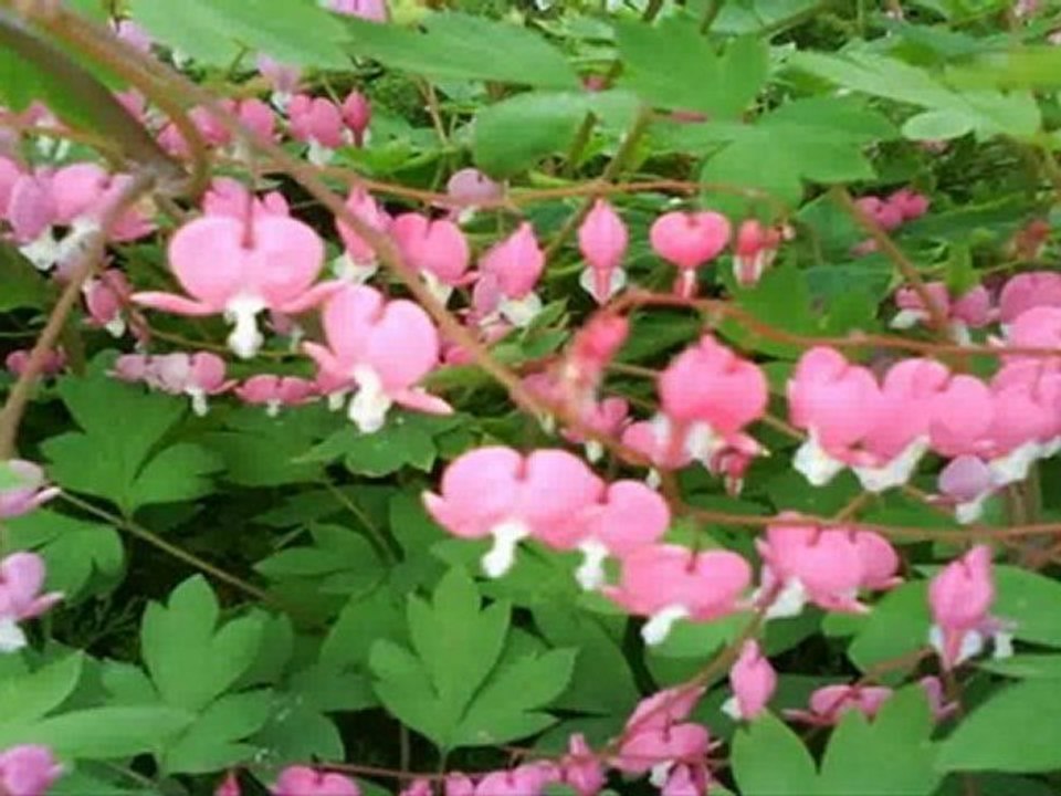 North York Real Estate for Sale  Book - 12 Espana Lane