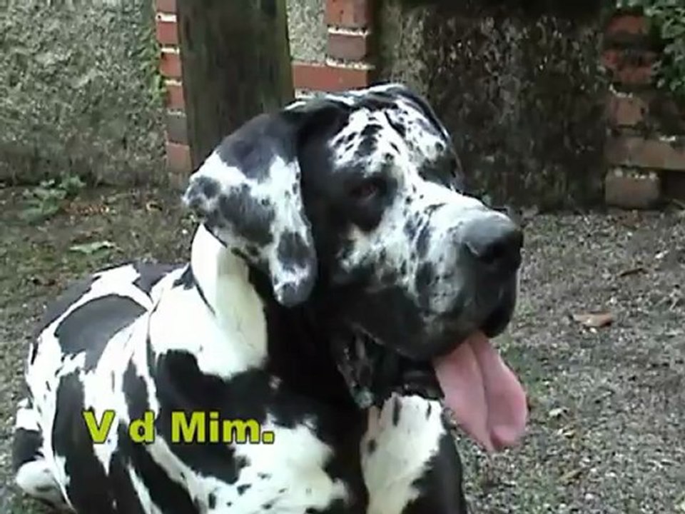 chien le 13-06-2010