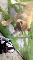 Un lion essaye de manger un bébé