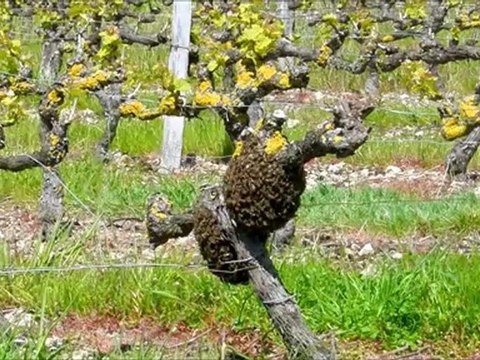 Essaim d'abeilles sur un pied de vigne