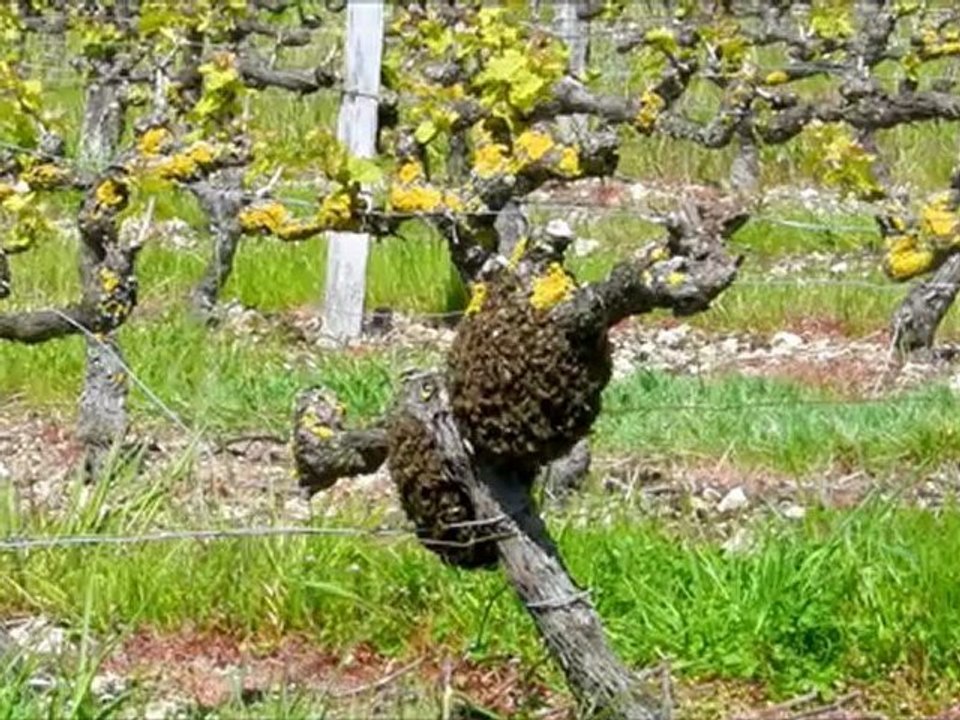 Essaim d'abeilles sur un pied de vigne