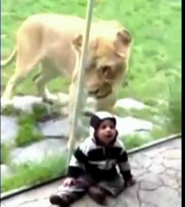 Hungry lion tries to eat toddler in zebra-striped jumper
