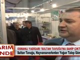 OSMANLI YADİGARI 'SULTAN TAVUĞU'NA SAHİP ÇIKTILAR 04 05 2012