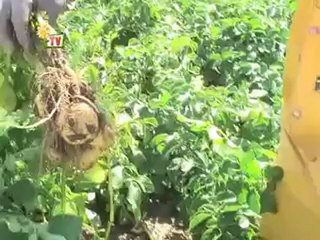 JT agri85 TV du vendredi 4 mai 2012