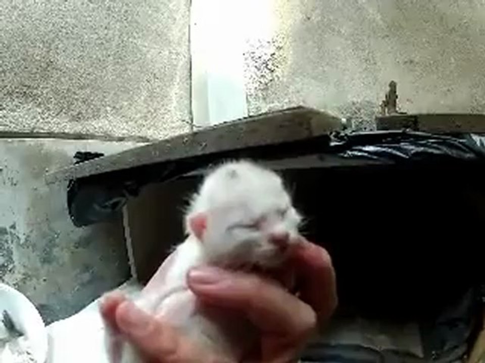 Les 6 chatons de Bianca