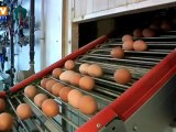 France : le prix des oeufs s'envole