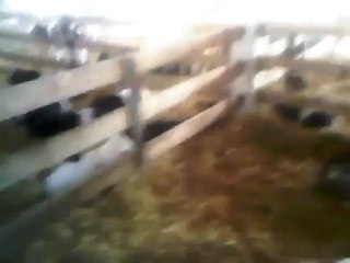 HAZER EMLAK SATILIK HAYVAN BARINAĞI