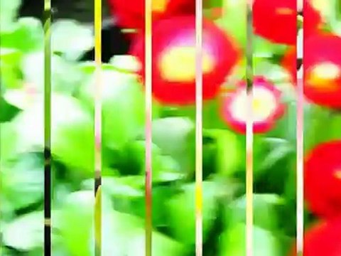 Sony SLT-A55 HD [nikon canon sony ](1080p_H.264-AAC)