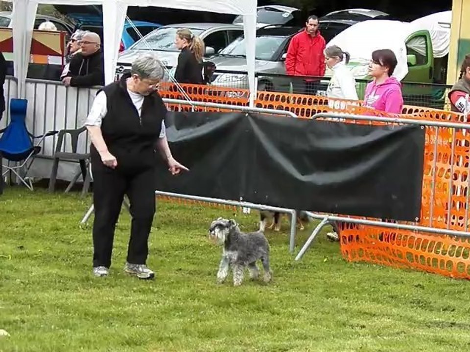 Ckichiwa, schnauzer nain, agility, SGPF Lorrain  2012