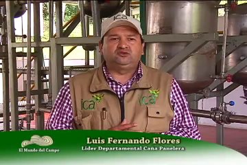 5 MAYO 2012  ica caña de azucar