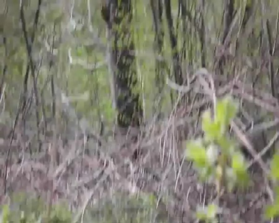 3 mai 2012 elagage a fontolive