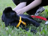 Spot - Labrador Retriever nero di 2 mesi