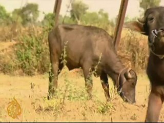 Rural voters boycott India poll over power issue - 16 Apr 09