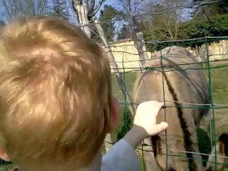 Maxence et les ânes "Poupoune", 03/05/2012