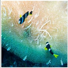 Maldives Accommodation - A Journey to a True Paradise