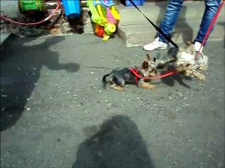 Czesio i Pierwsza miłość. Sweet Yorkshire Terrier Love