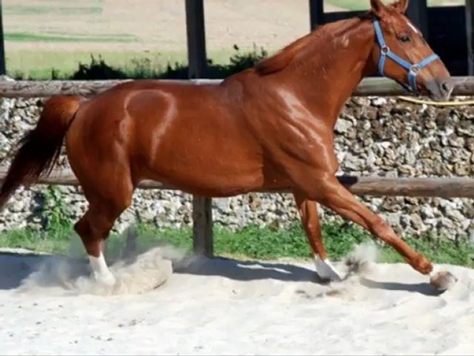 Equipe de CSO club du Centre equestre du Rouget