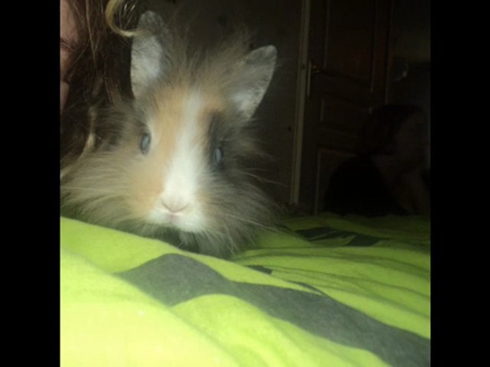 mon lapin nain Happy