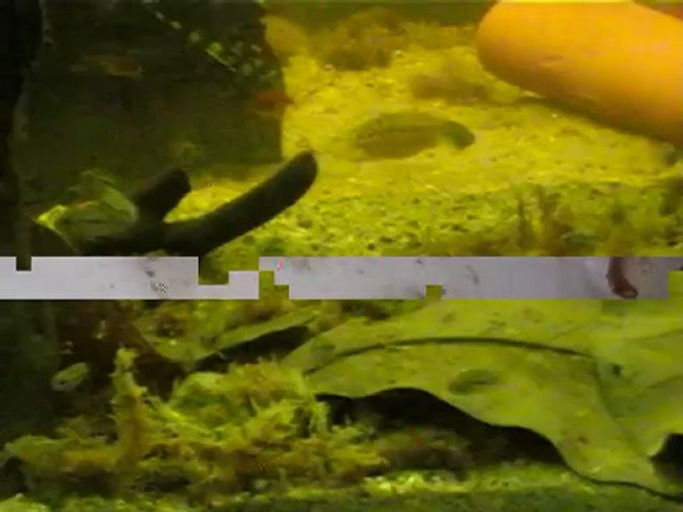 oeufs_axolotl5052012