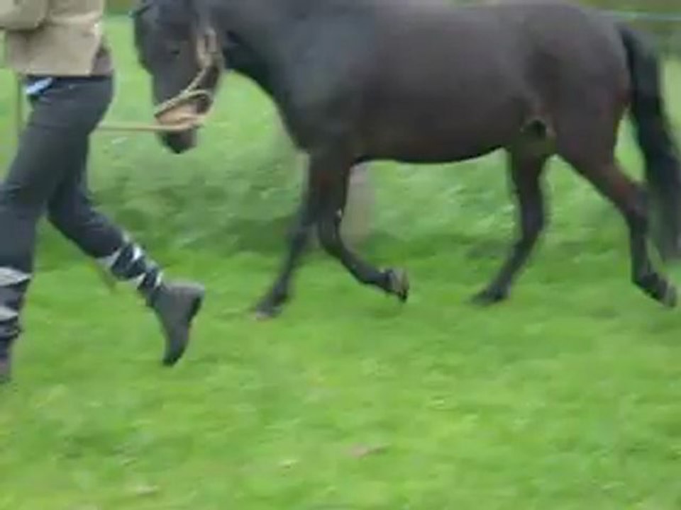 trot sur herbe