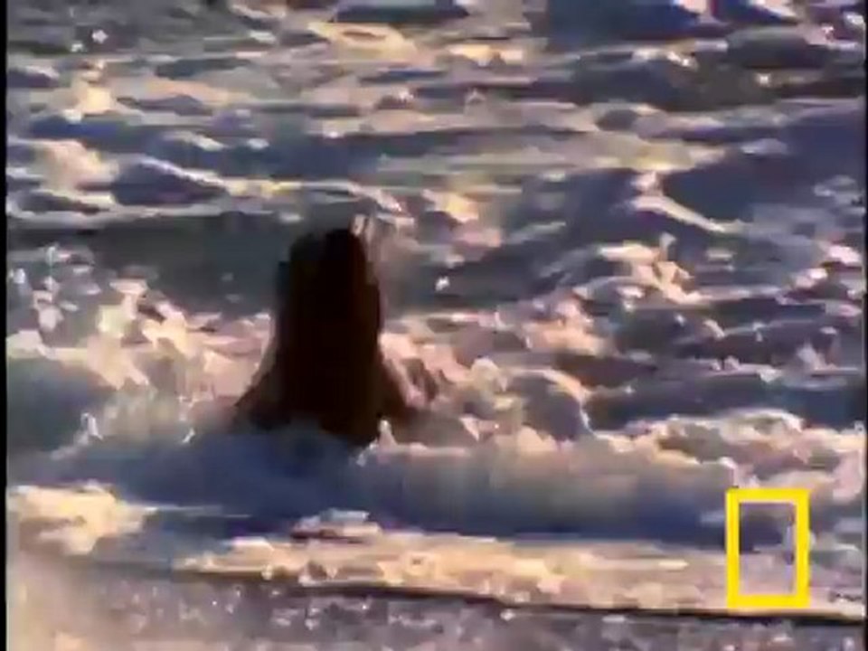 BALEINE ASSASSINE VS LION MARIN
