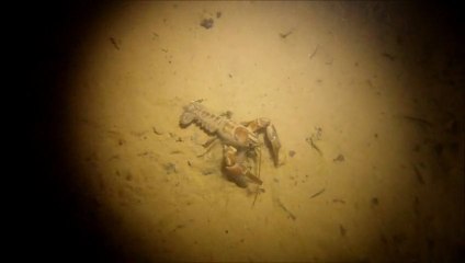 Plongée : Lac de Laffrey  hd