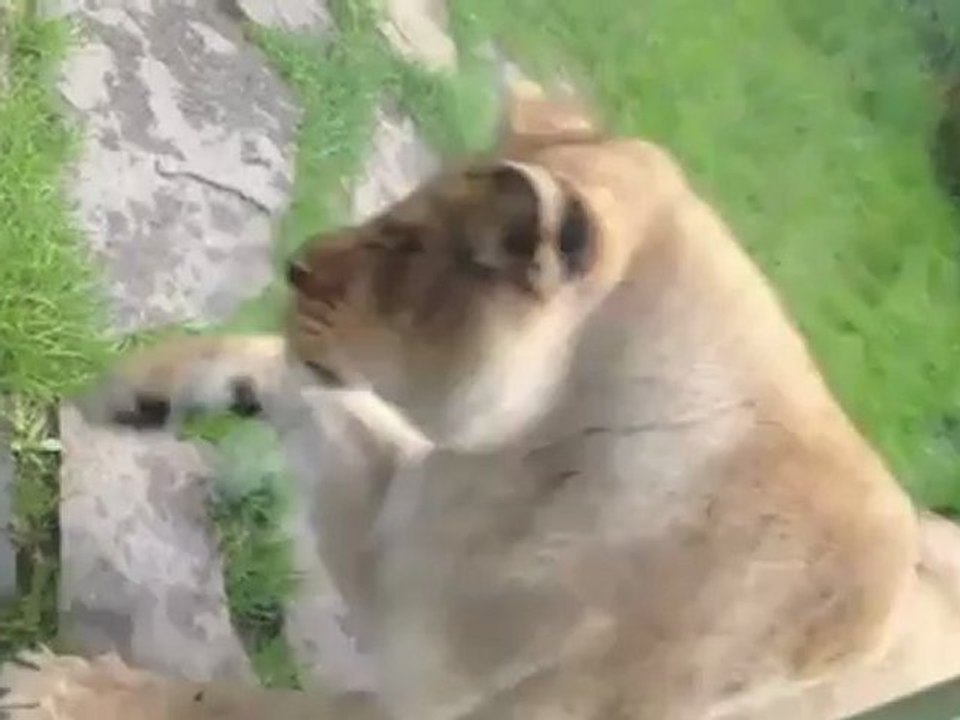 zoo-lionne-manger-bebe