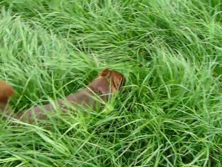 perdu dans les herbes