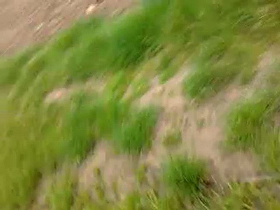 Poney joue à l'eau