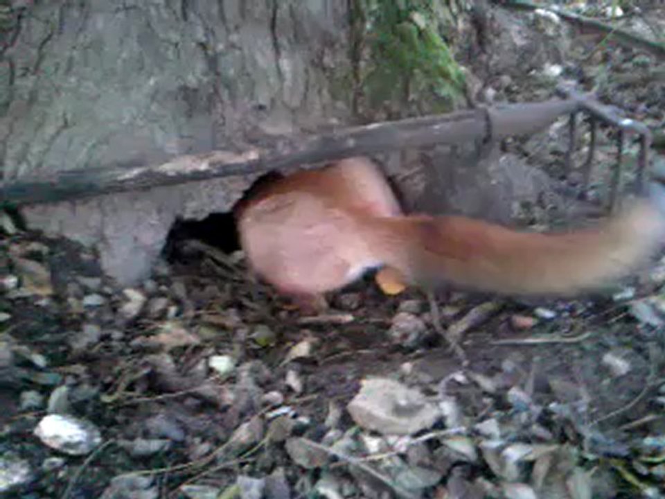 Renard qui grimpe dans un arbre