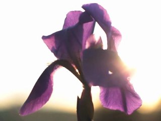 Večer v maju / May evening / 2012