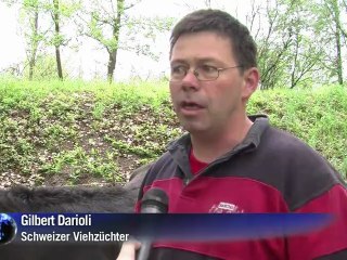 Horn um Horn: Kühe steigen in den Ring