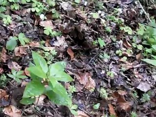 Morilles noires du 8 mai 2012